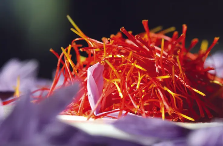 Premium Saffron from Iran – The Best Quality for Global Export